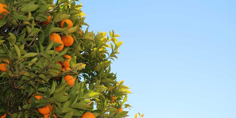 公益援助77：构建慈善、心理辅导与教育援助三位一体的长效支持体系