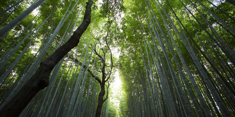 公益援助入门:从善意到行动,助力男孩成长的慈善实践指南